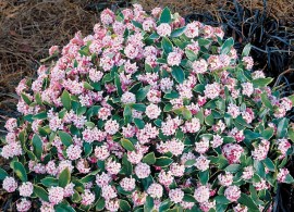 daphne-odora-aureomarginata-new-winter-daphne-_57 (1)